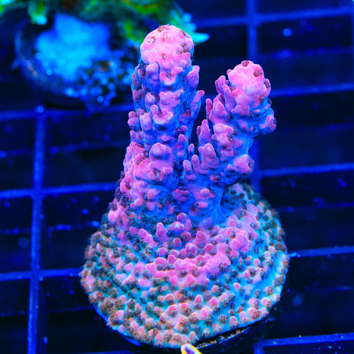 TSA Red Robin Acropora Coral
