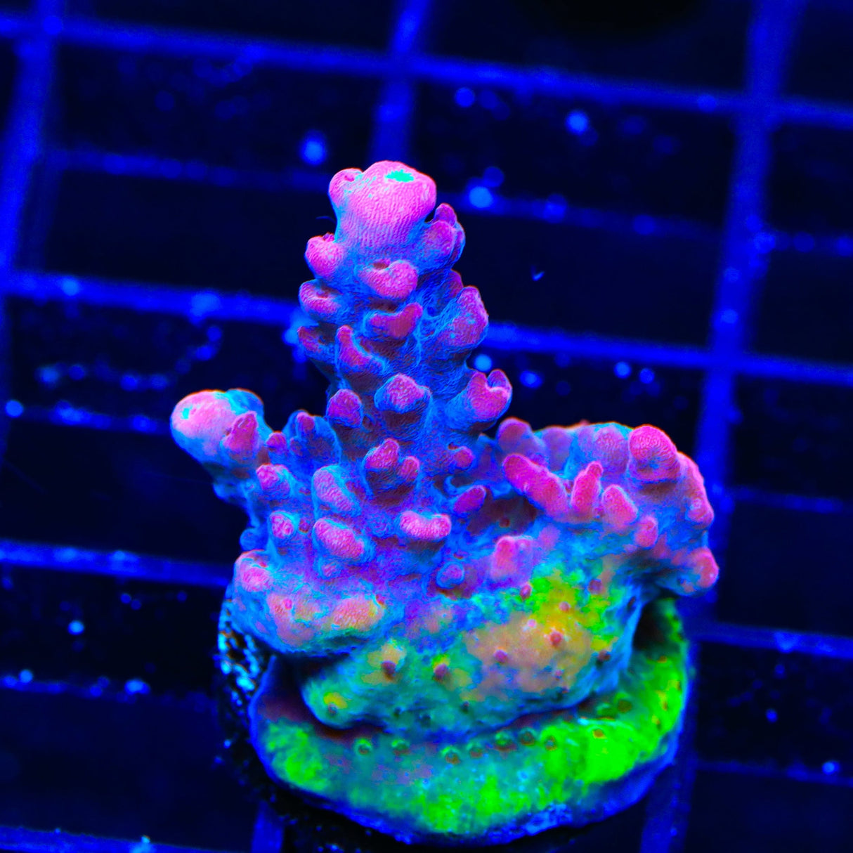 TSA Red Robin Acropora Coral