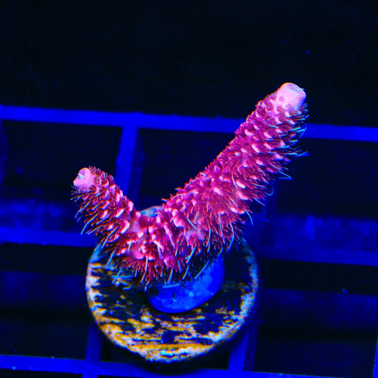 TSA Red Tornado Acropora Coral