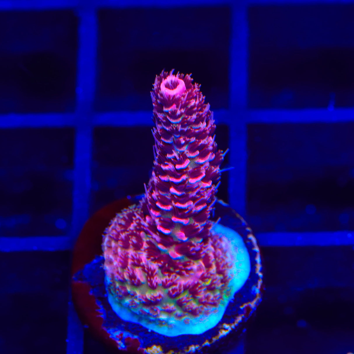 TSA Red Tornado Acropora Coral