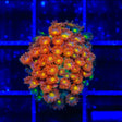 TSA Reese's Pieces Goniopora Coral