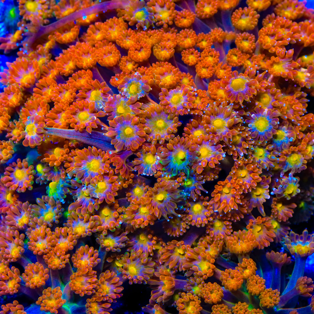 TSA Reese's Pieces Goniopora Coral