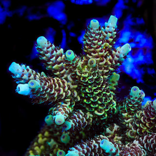 TSA Rick Moranis Acropora Coral
