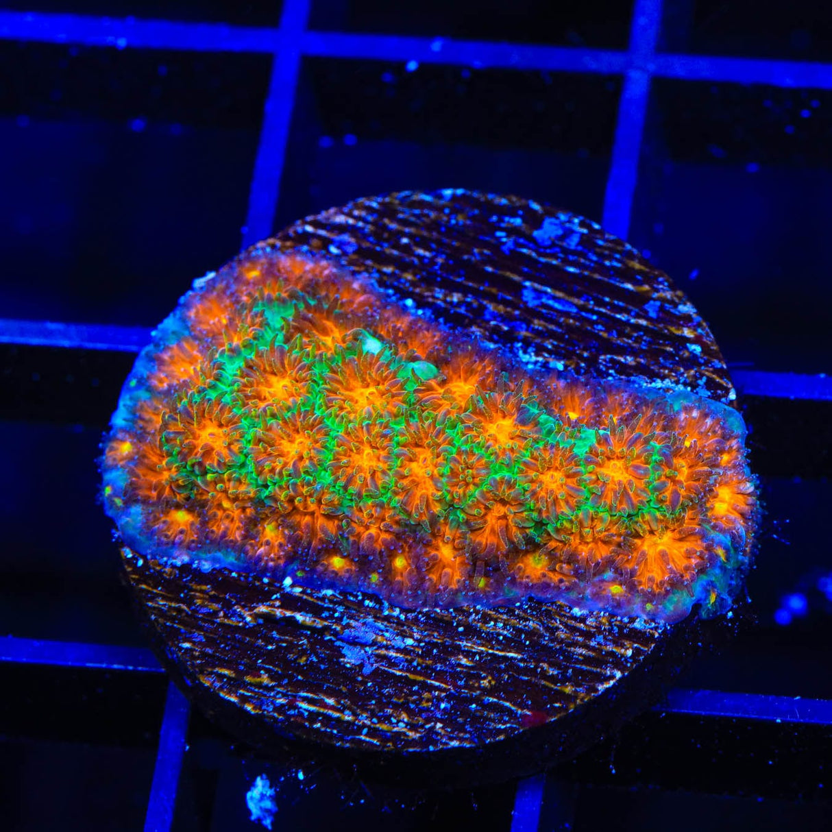 TSA Rising Sun Leptastrea Coral