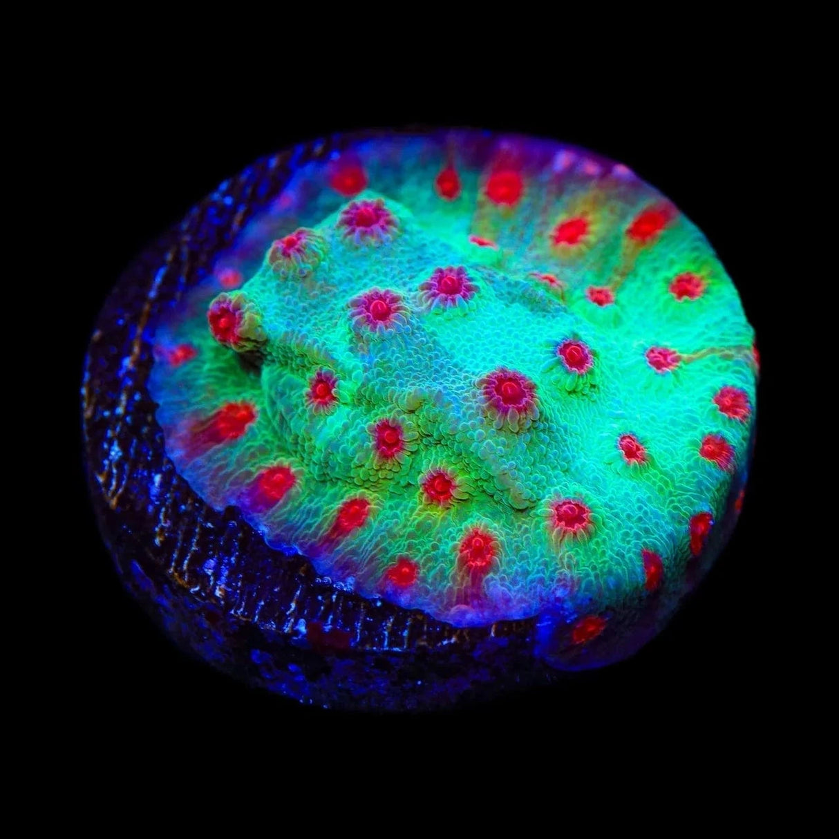 TSA Rocketman Cyphastrea Coral