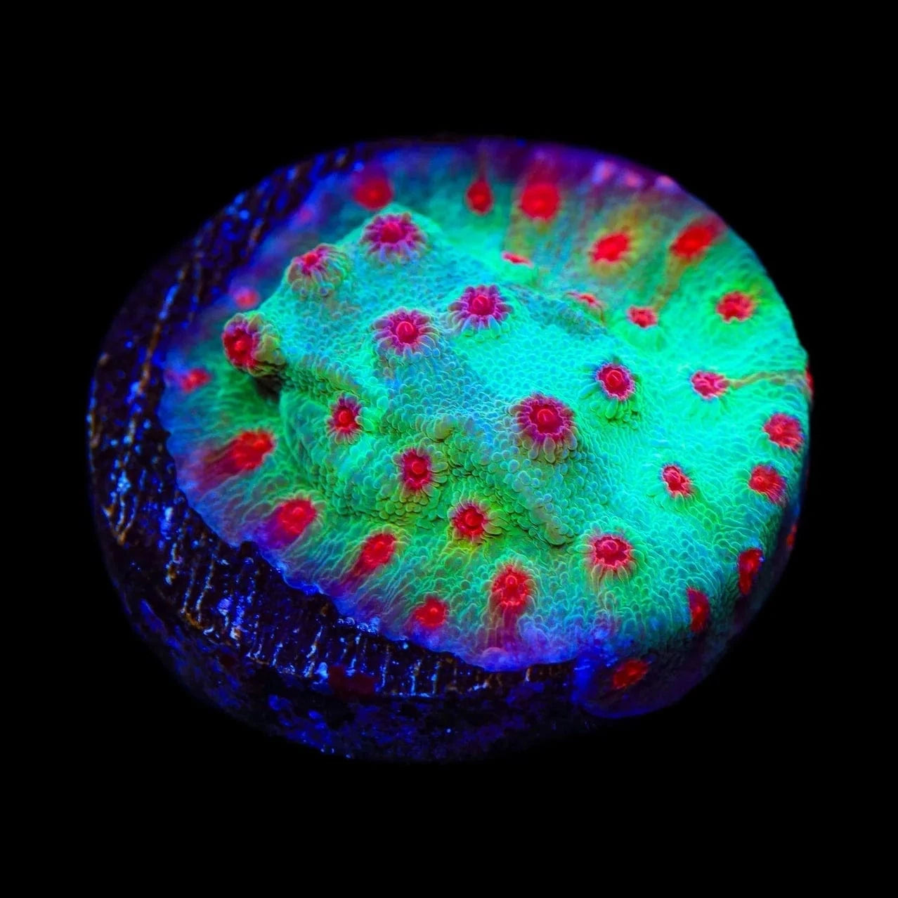 TSA Rocketman Cyphastrea Coral
