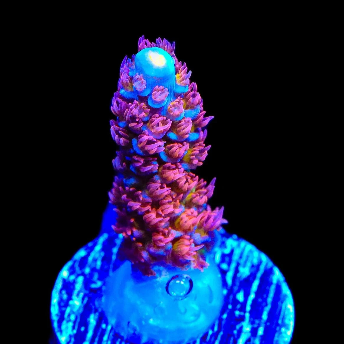 TSA Rocky Balboa Acropora Coral