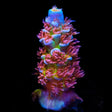 TSA Rocky Balboa Acropora Coral
