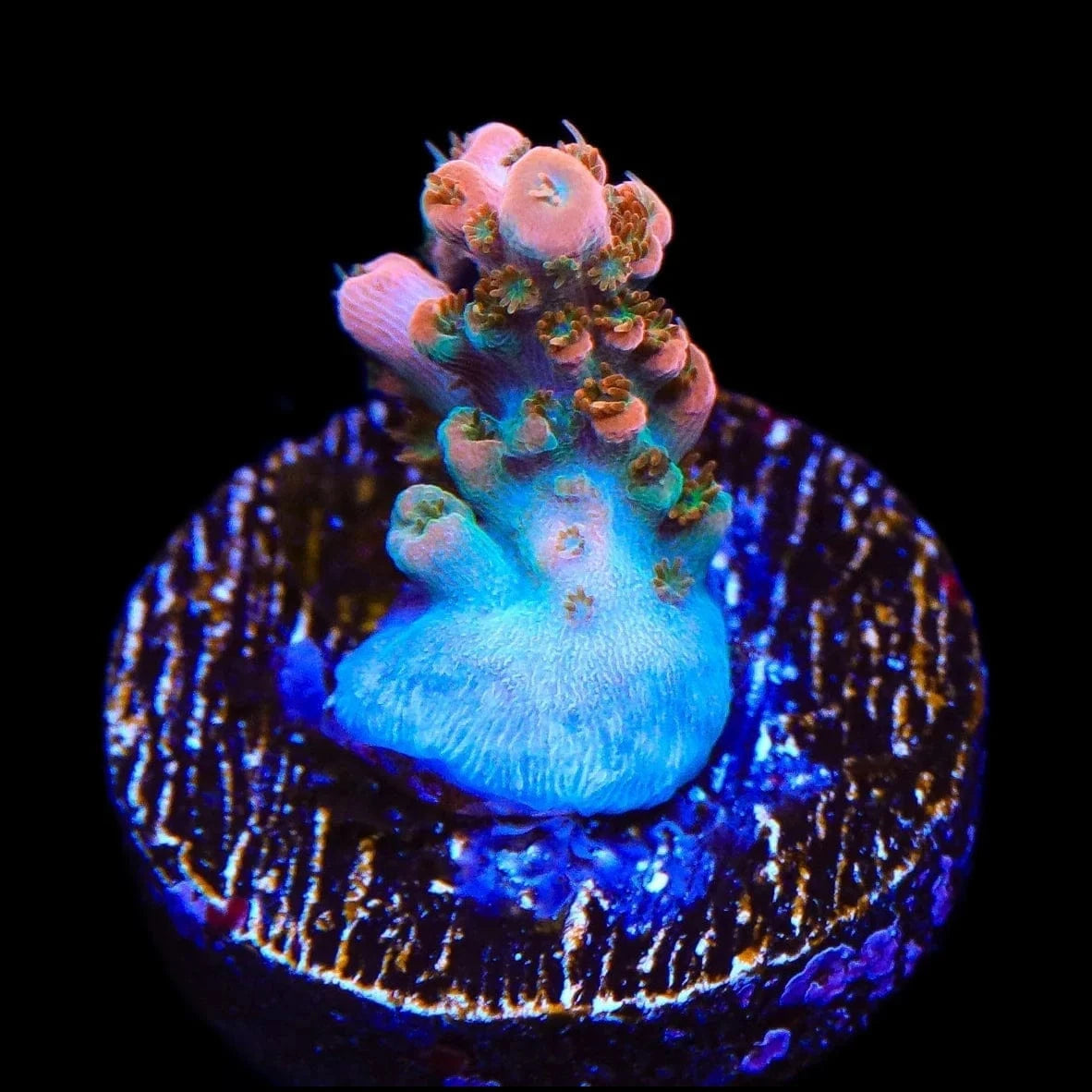 TSA Rose Bloom Acropora Coral