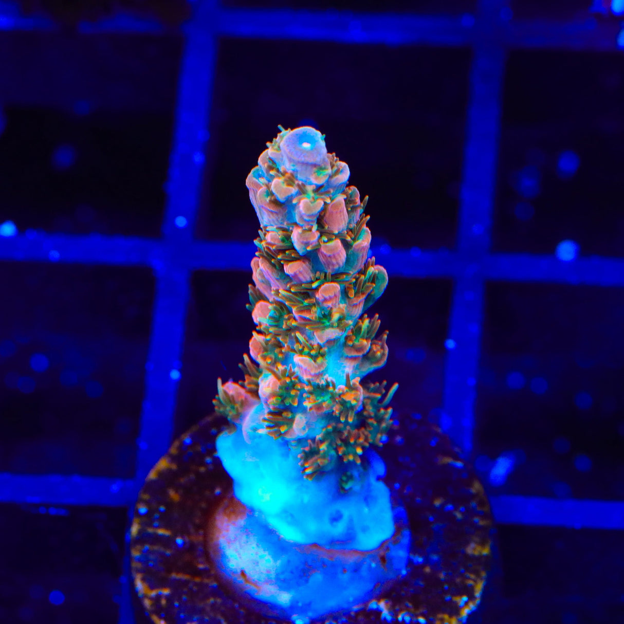 TSA Rose Bloom Acropora Coral