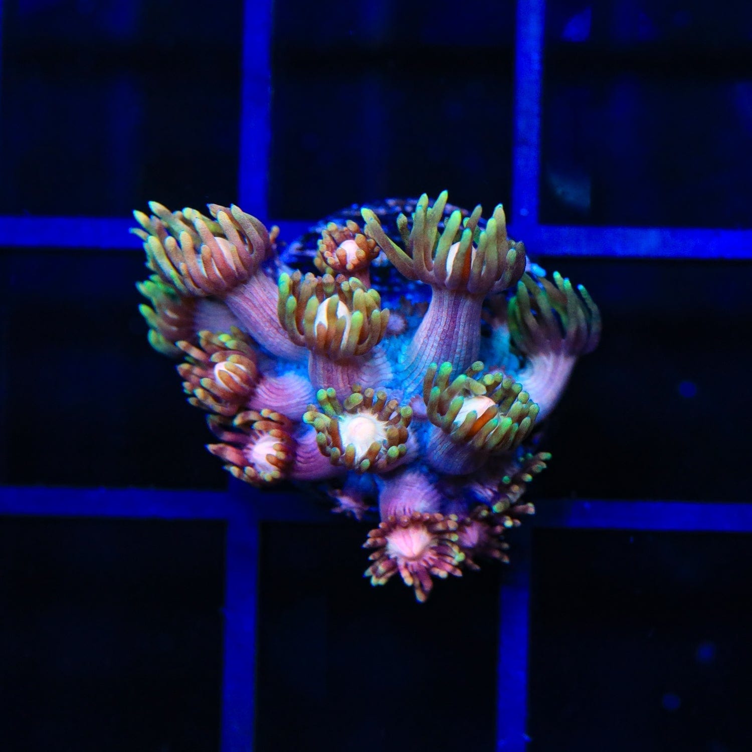 TSA Rose Petal Goniopora Coral