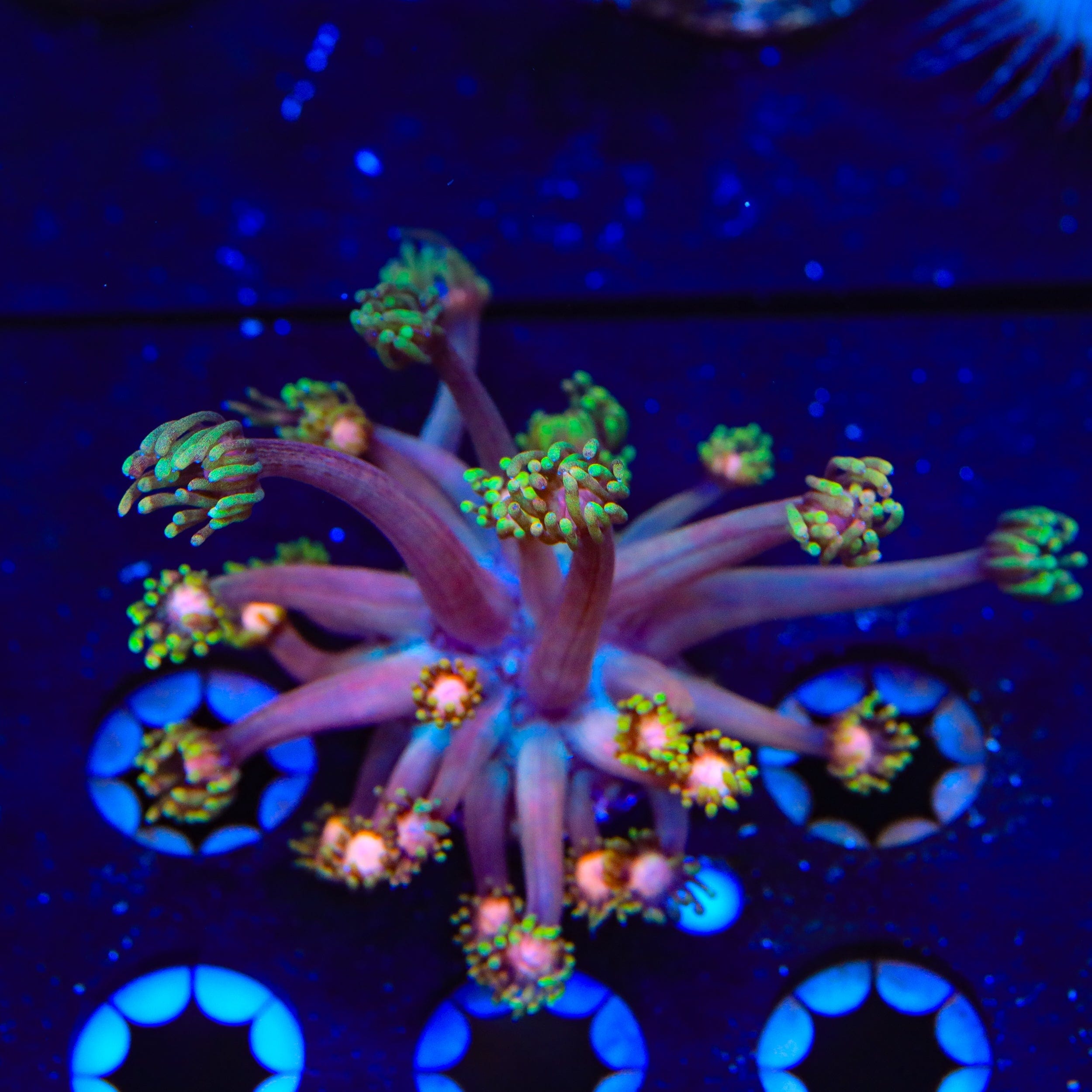 TSA Rose Petal Goniopora Coral