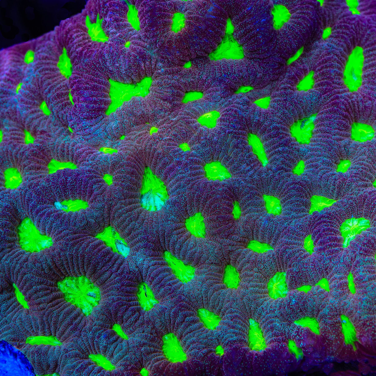 TSA Sasquatch Favia Coral