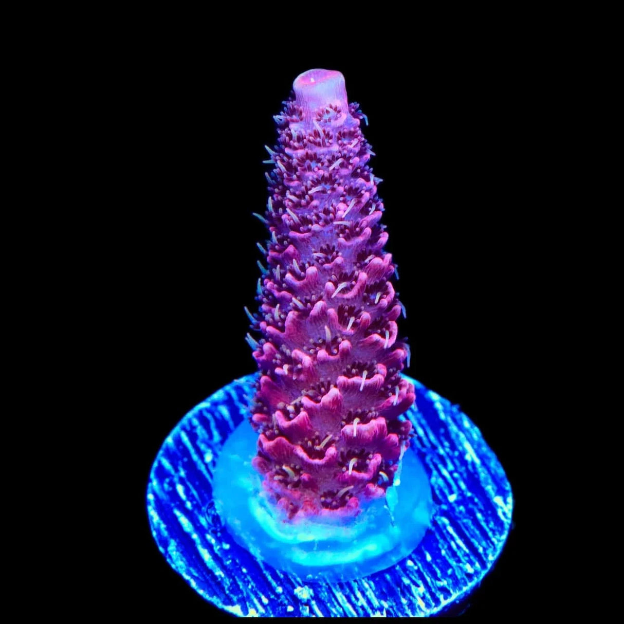 TSA Screamin Demon Millepora Acropora Coral