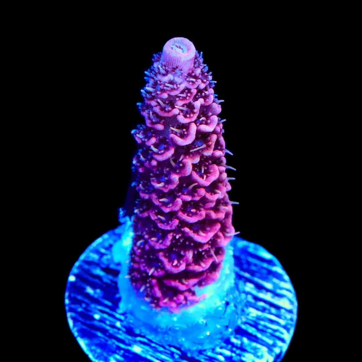 TSA Screamin Demon Millepora Acropora Coral