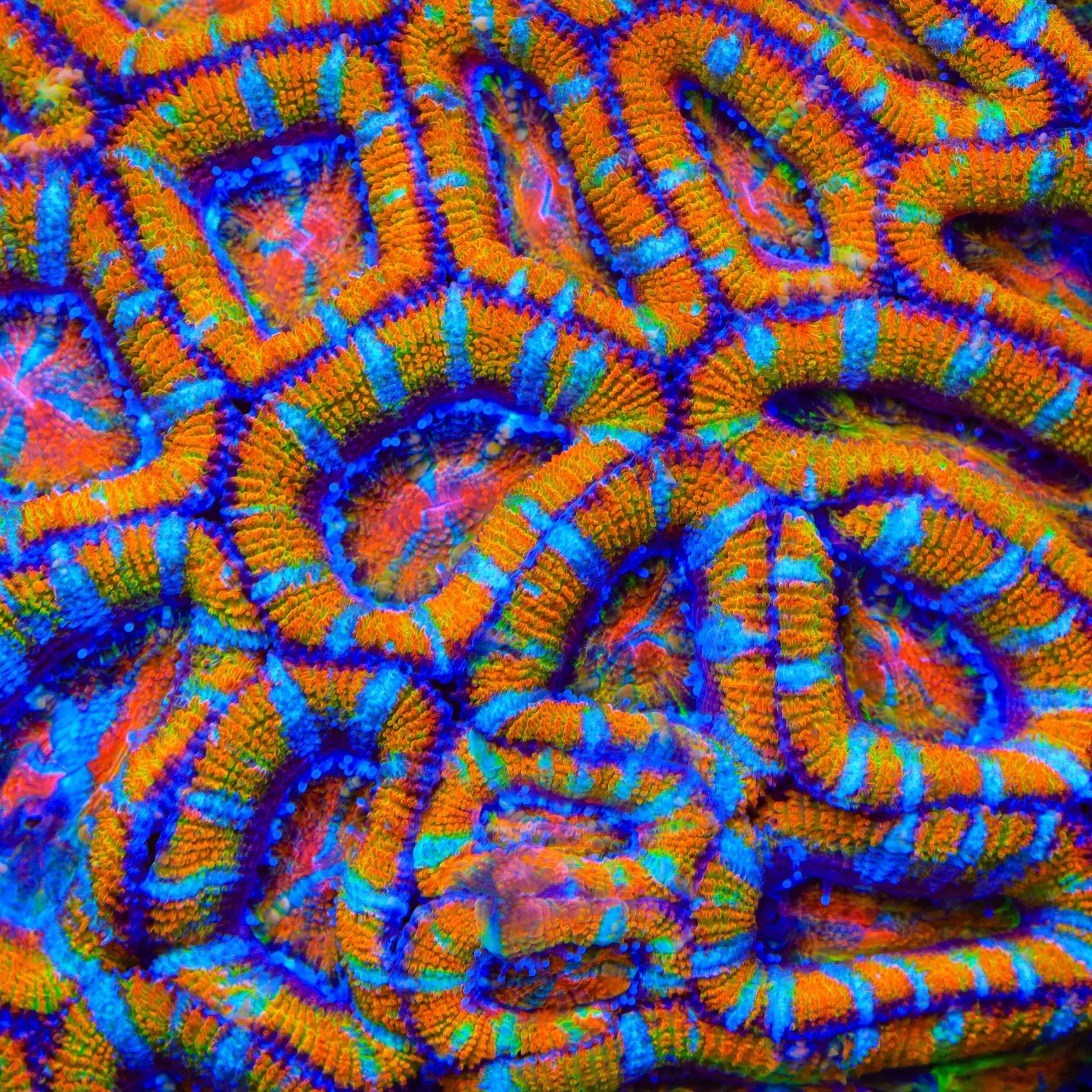 TSA Screaming Orange Acan Coral – Top Shelf Aquatics
