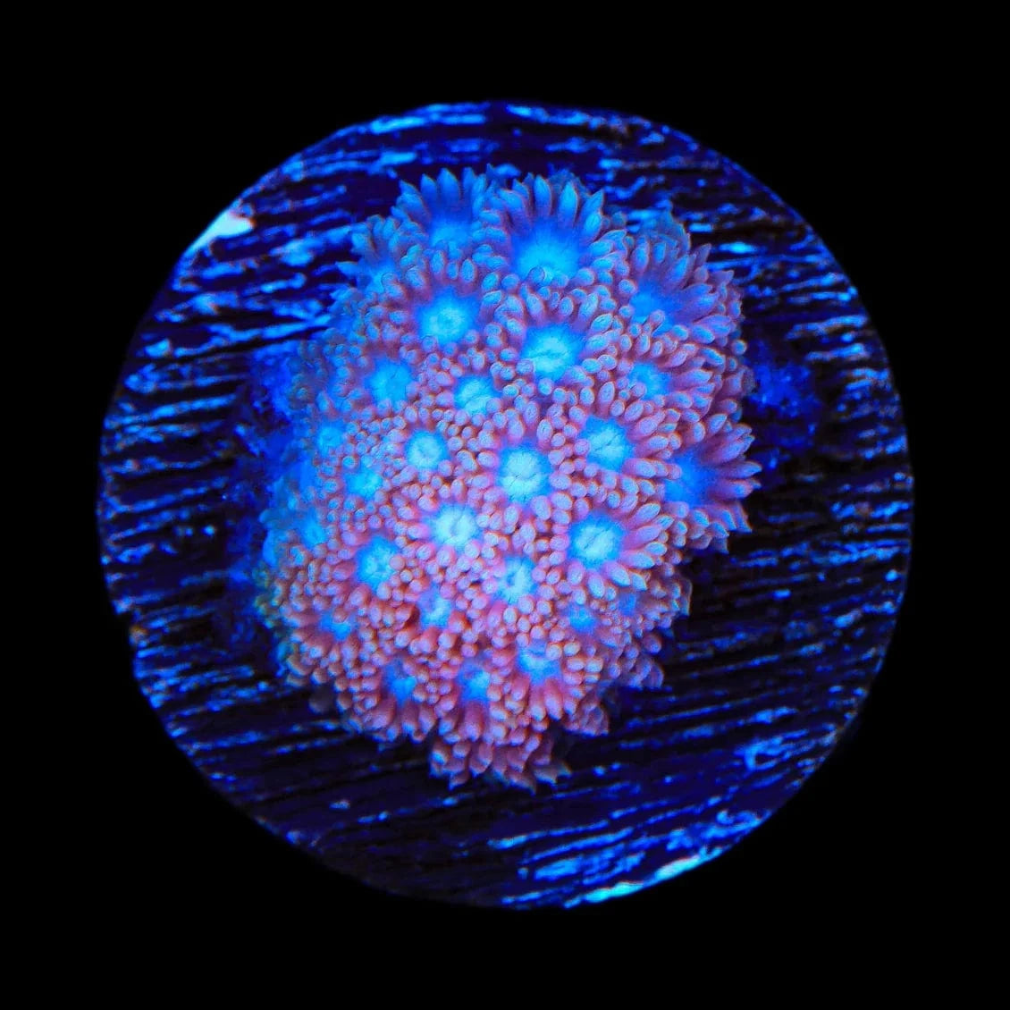 TSA Shirley Goose Goniopora Coral