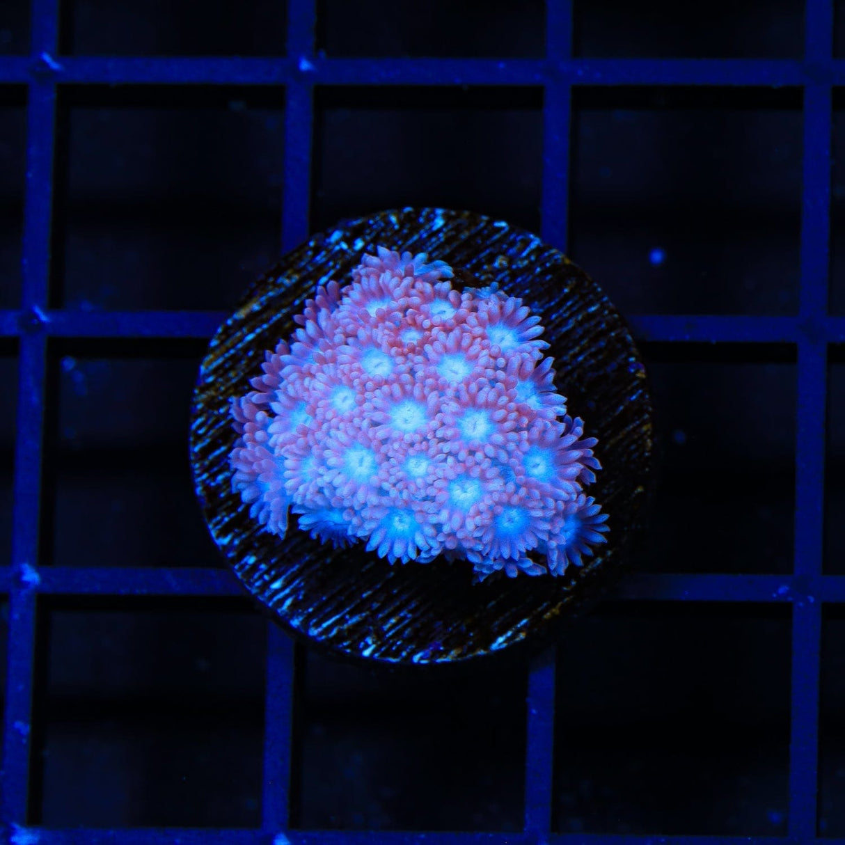 TSA Shirley Goose Goniopora Coral