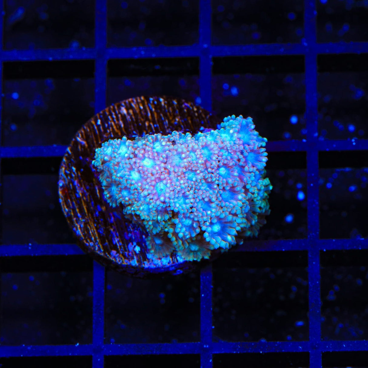 TSA Shirley Goose Goniopora Coral