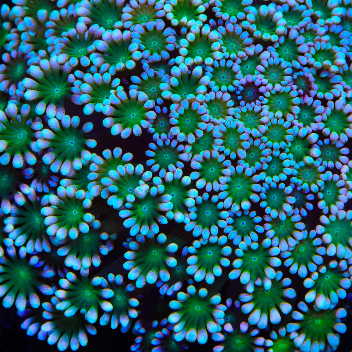 TSA Shrek Alveopora Coral