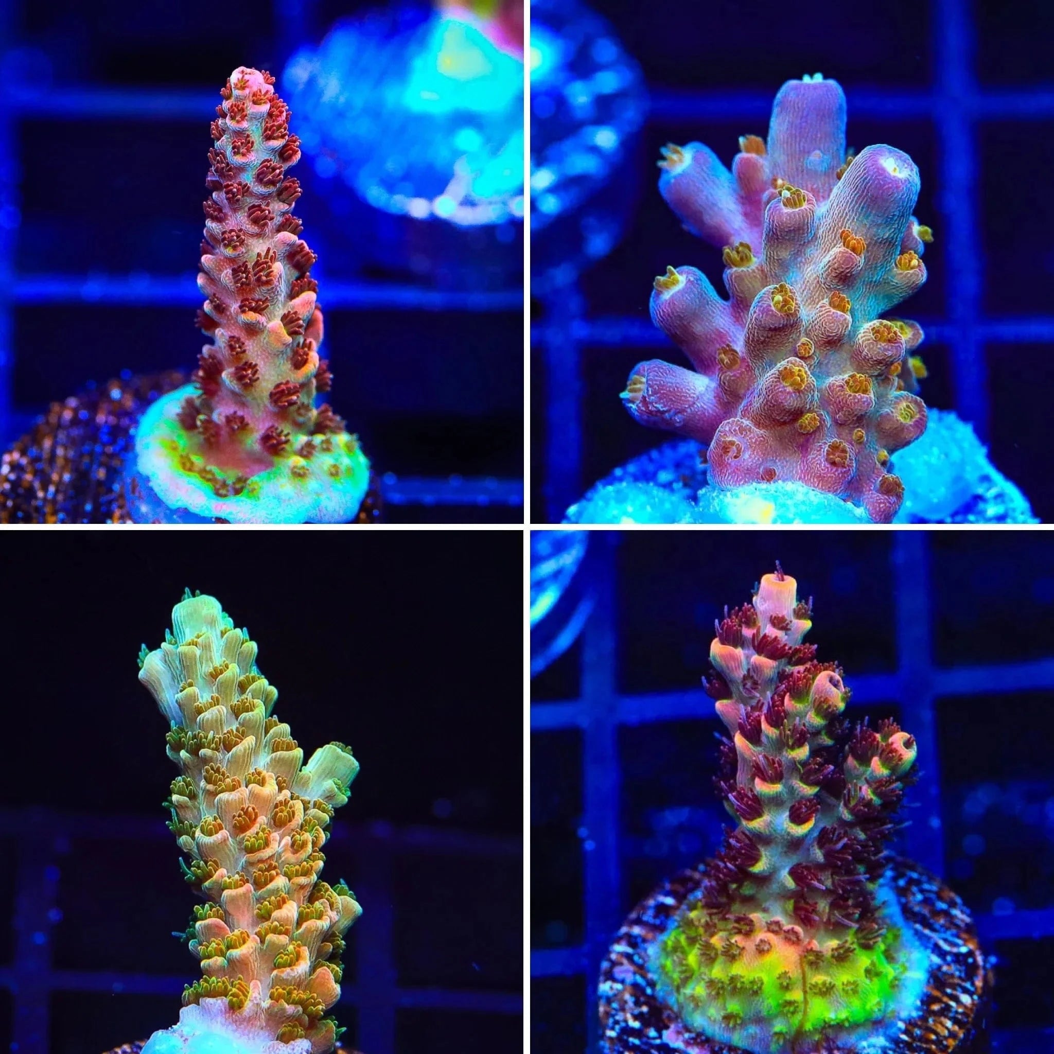 TSA Signature Acropora Frag Pack