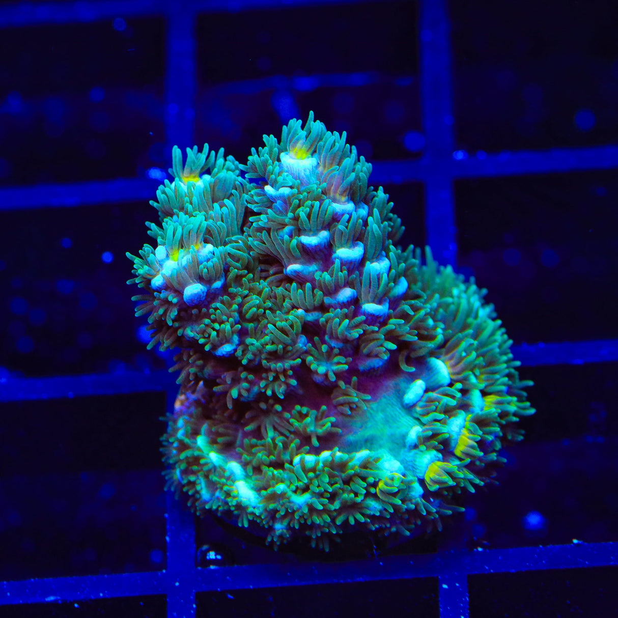 TSA Silver Surfer Tenuis Acropora Coral