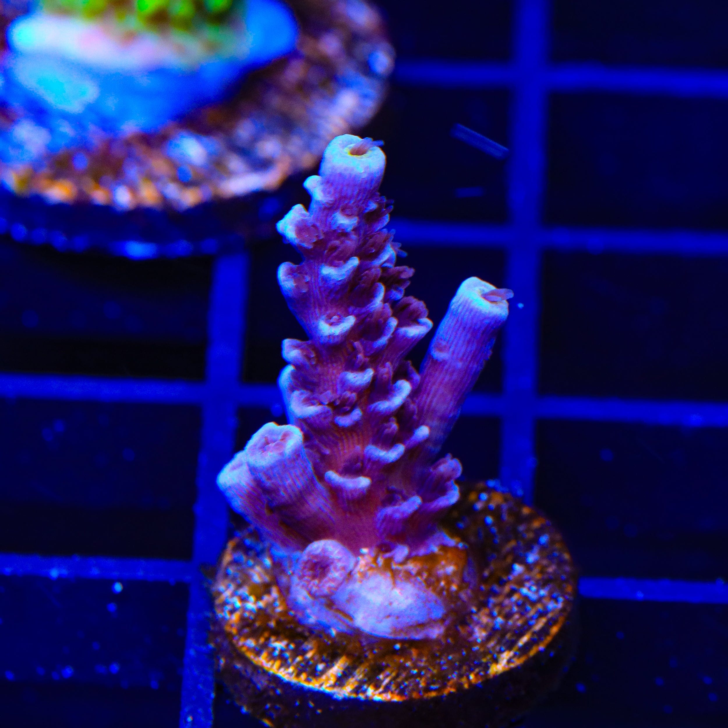 TSA Sin City Tenuis Acropora Coral