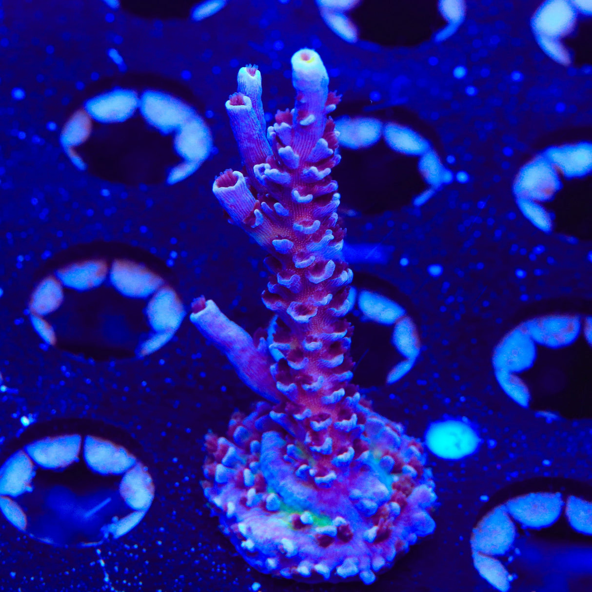 TSA Sin City Tenuis Acropora Coral