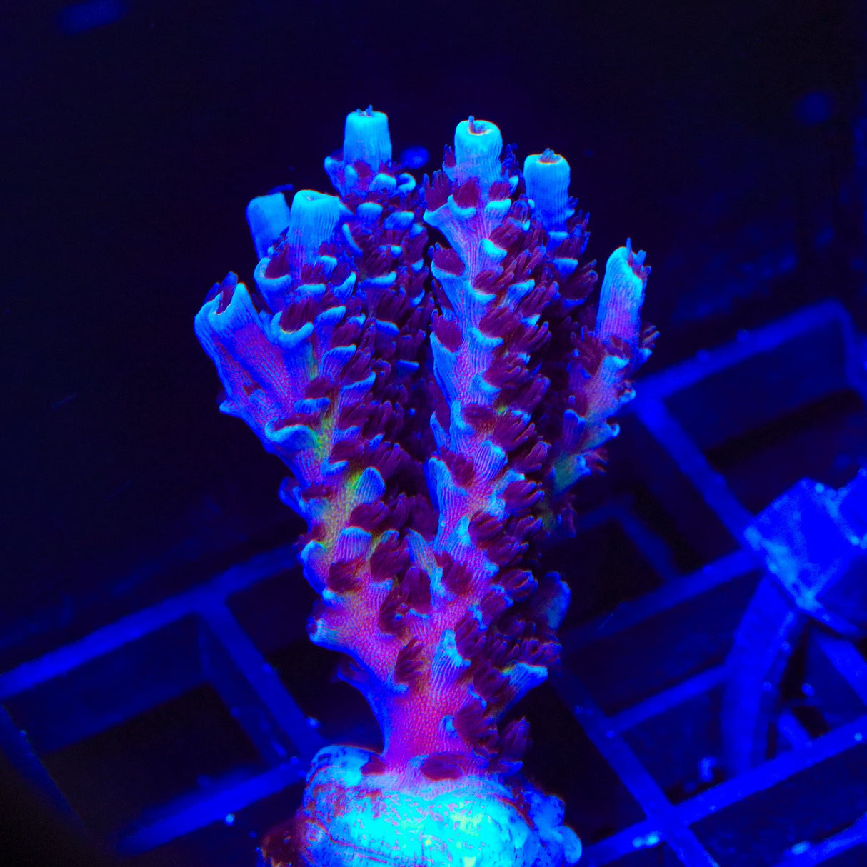 TSA Sin City Tenuis Acropora Coral