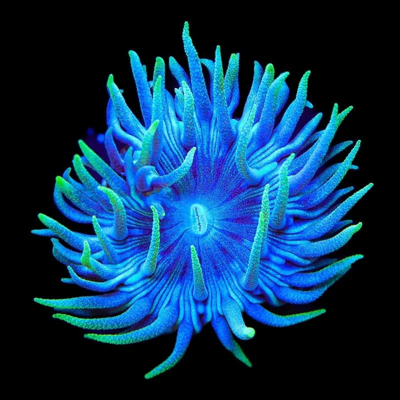 TSA Slam Duncan Coral – Top Shelf Aquatics