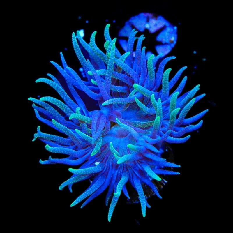 TSA Slam Duncan Coral