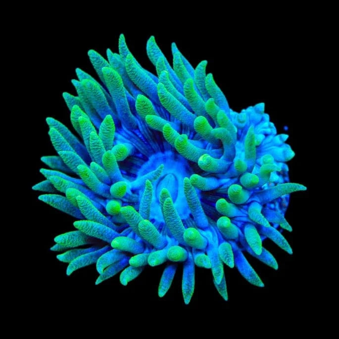 TSA Slam Duncan Coral