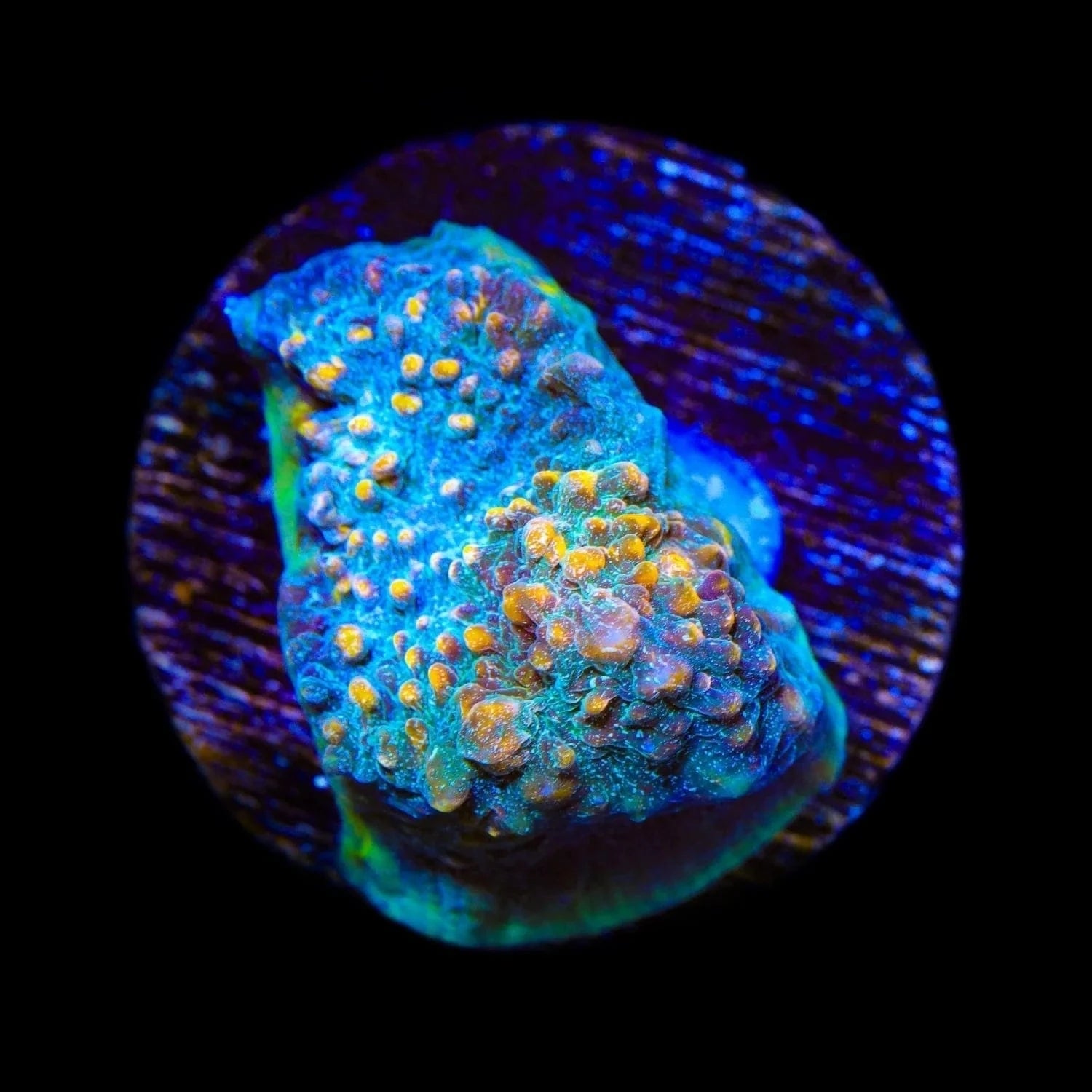 TSA Smoothie King Chalice Coral