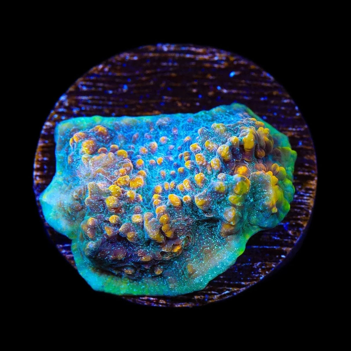 TSA Smoothie King Chalice Coral