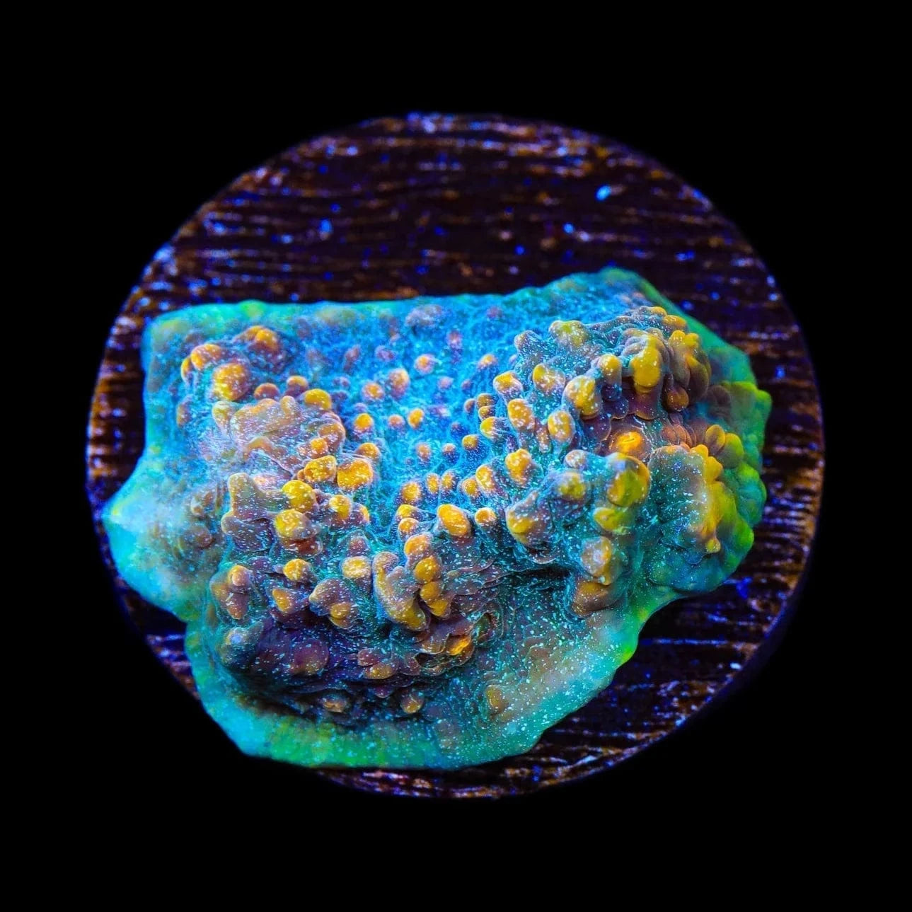 TSA Smoothie King Chalice Coral