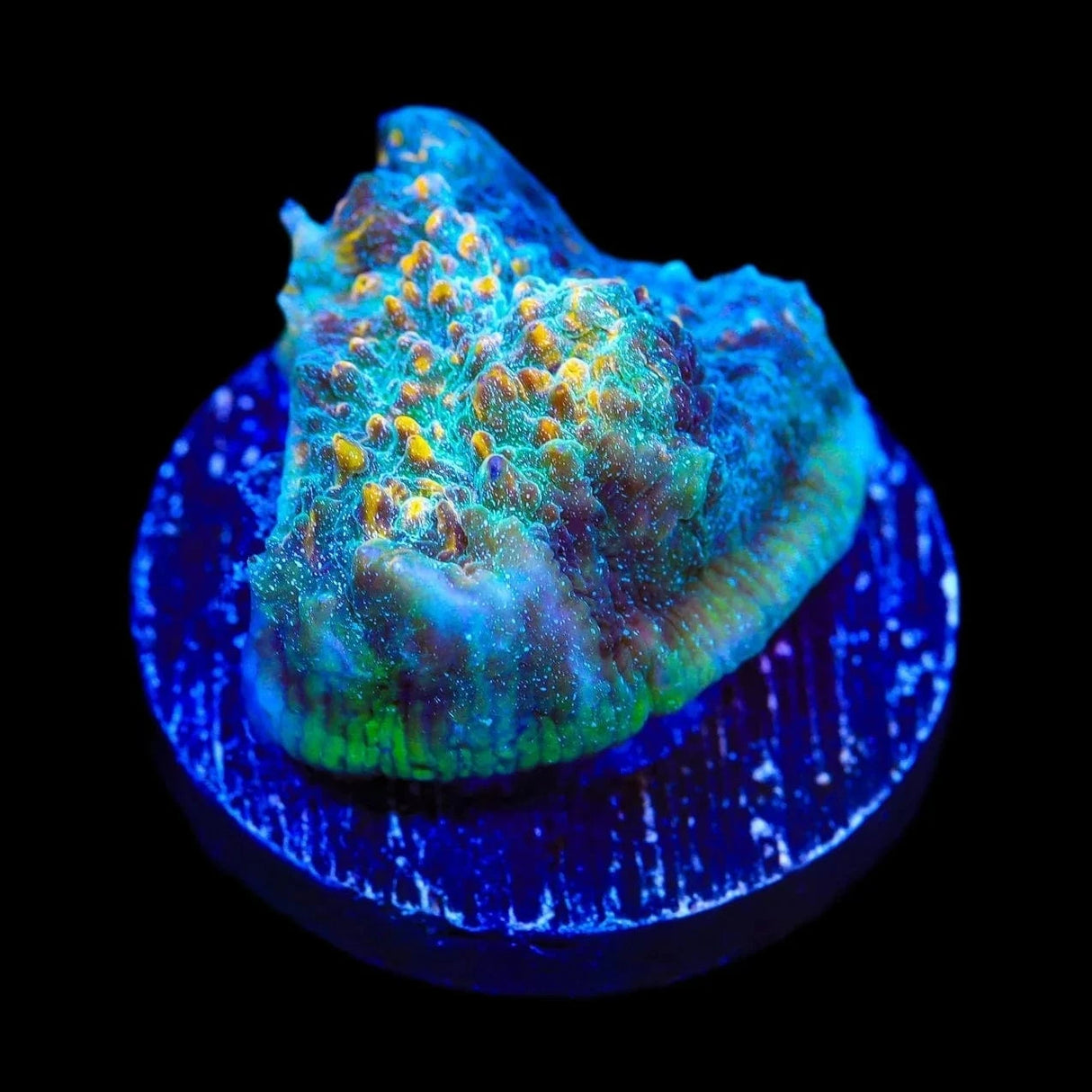 TSA Smoothie King Chalice Coral