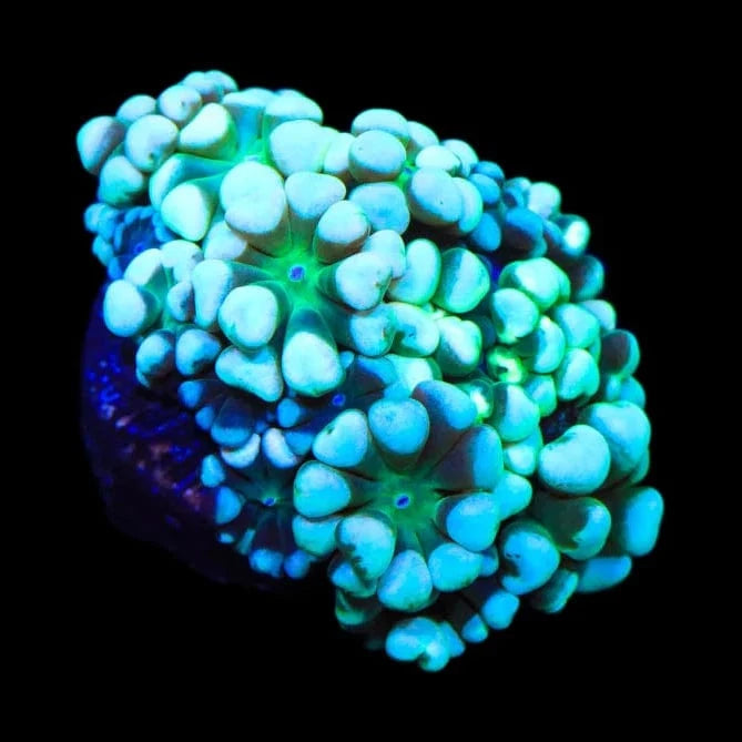 TSA Snow Top Alveopora Coral – Top Shelf Aquatics