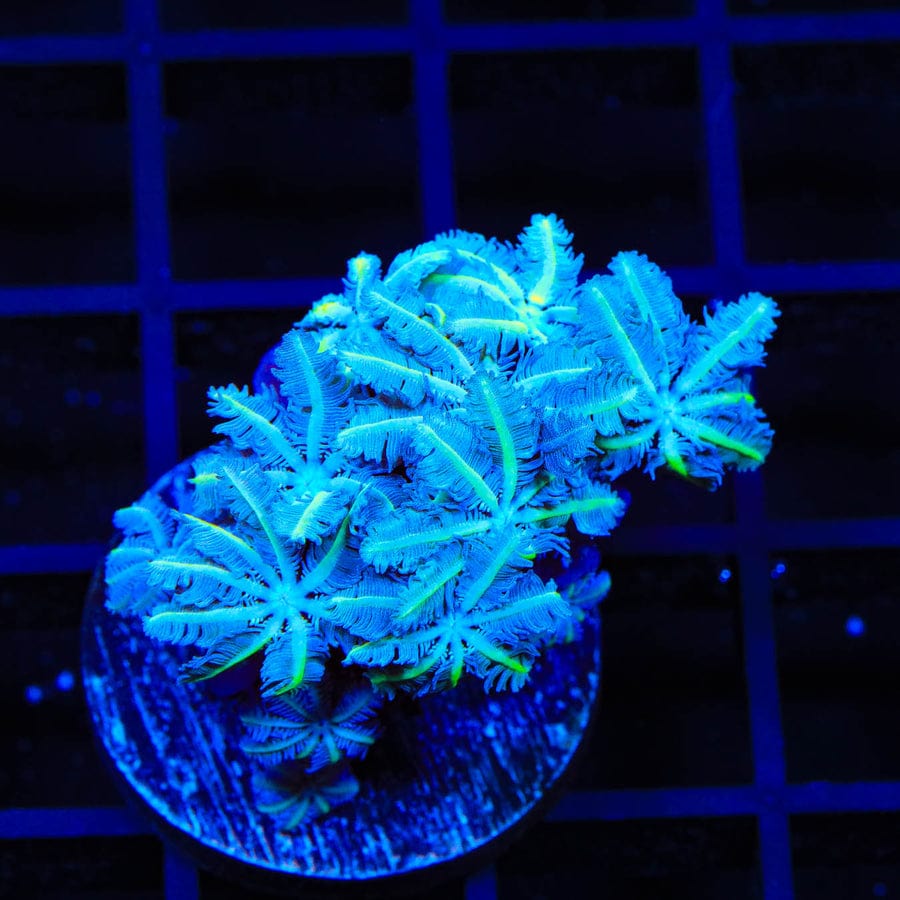 TSA Snowday Pipe Organ Coral