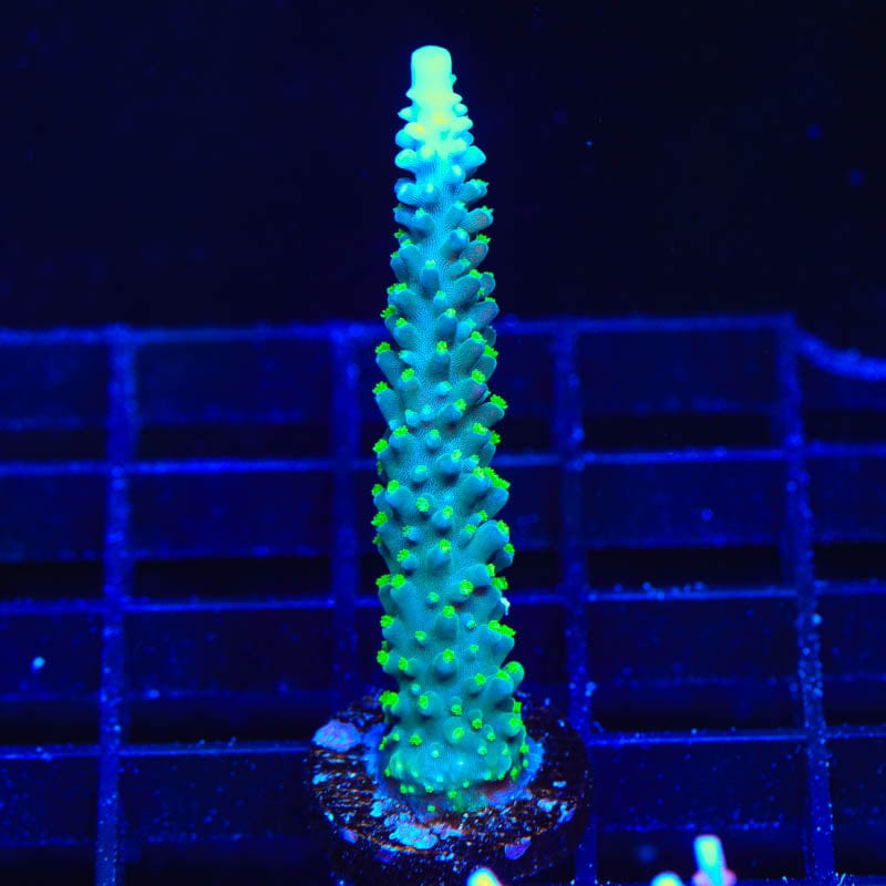 TSA Snozzberry Acropora Coral