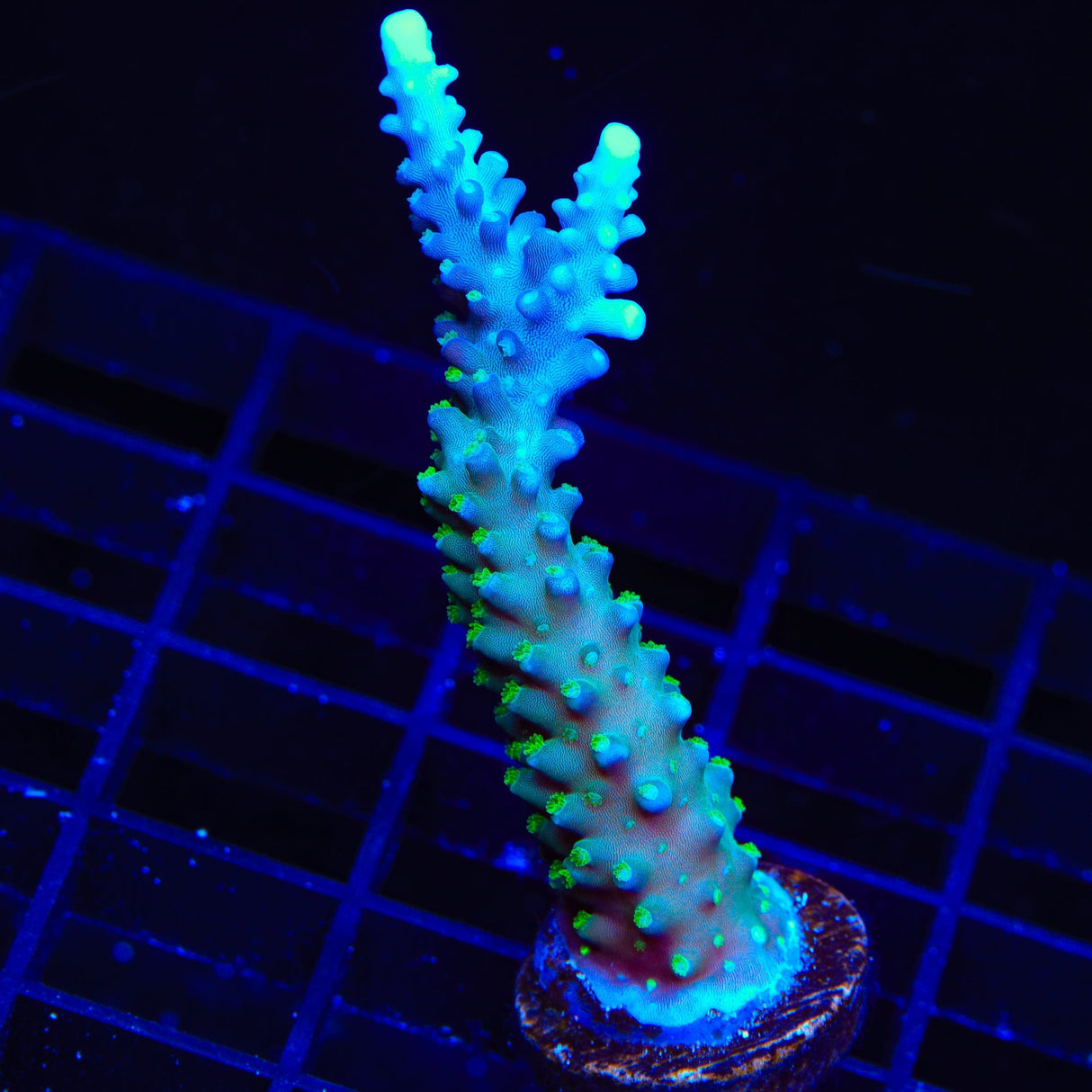TSA Snozzberry Acropora Coral