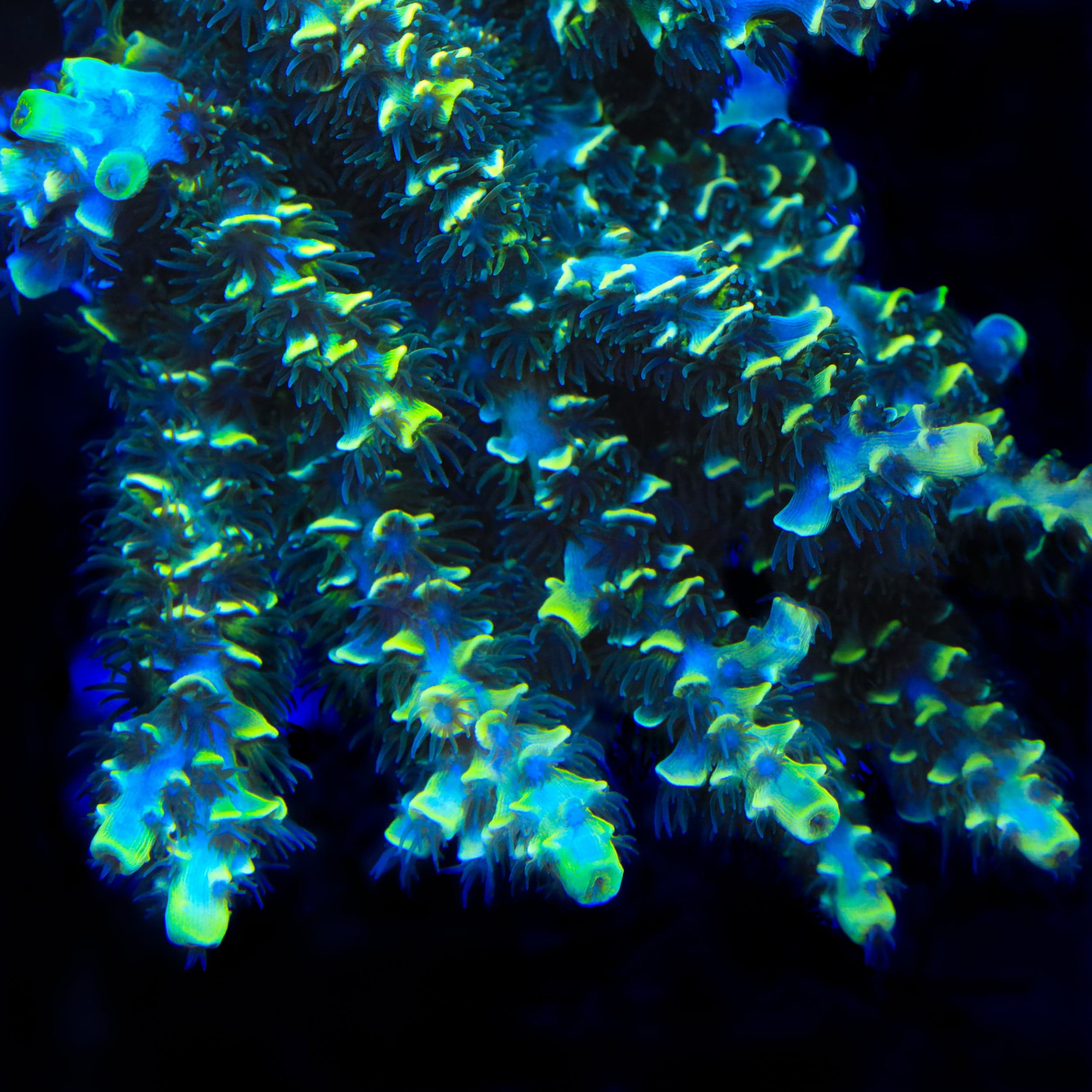 TSA Sour Diesel Malaysian Tenuis Acropora Coral – Top Shelf Aquatics