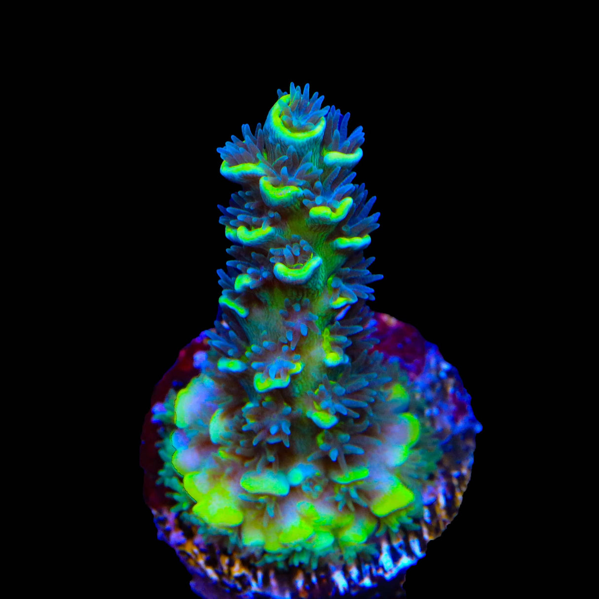 TSA Sour Diesel Tenuis Acropora Coral
