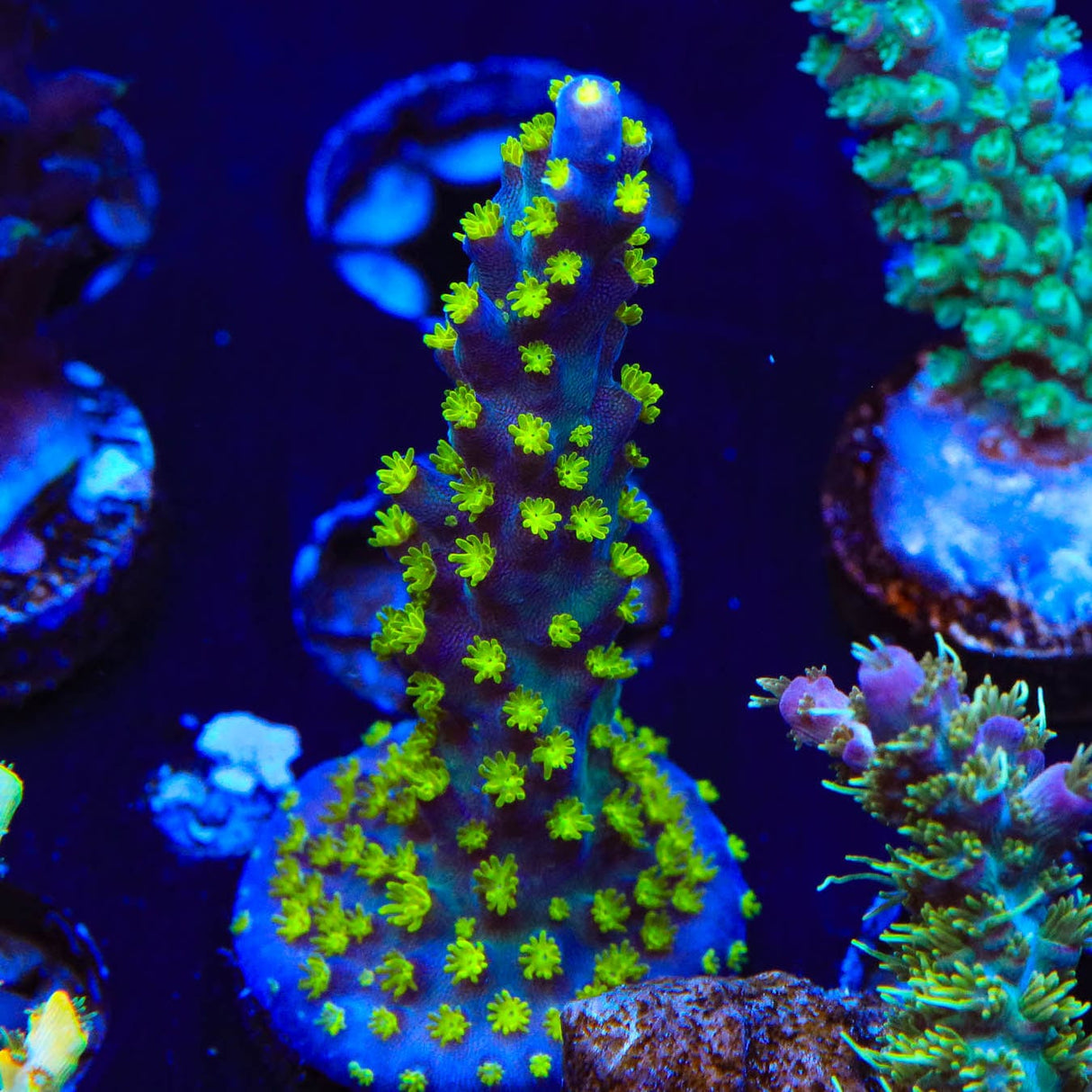TSA Sour Patch Acropora Coral