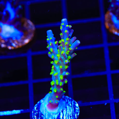 TSA Sour Patch Acropora Coral