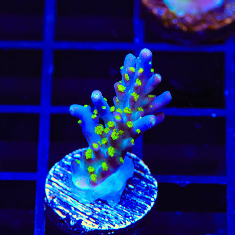 TSA Sour Patch Acropora Coral