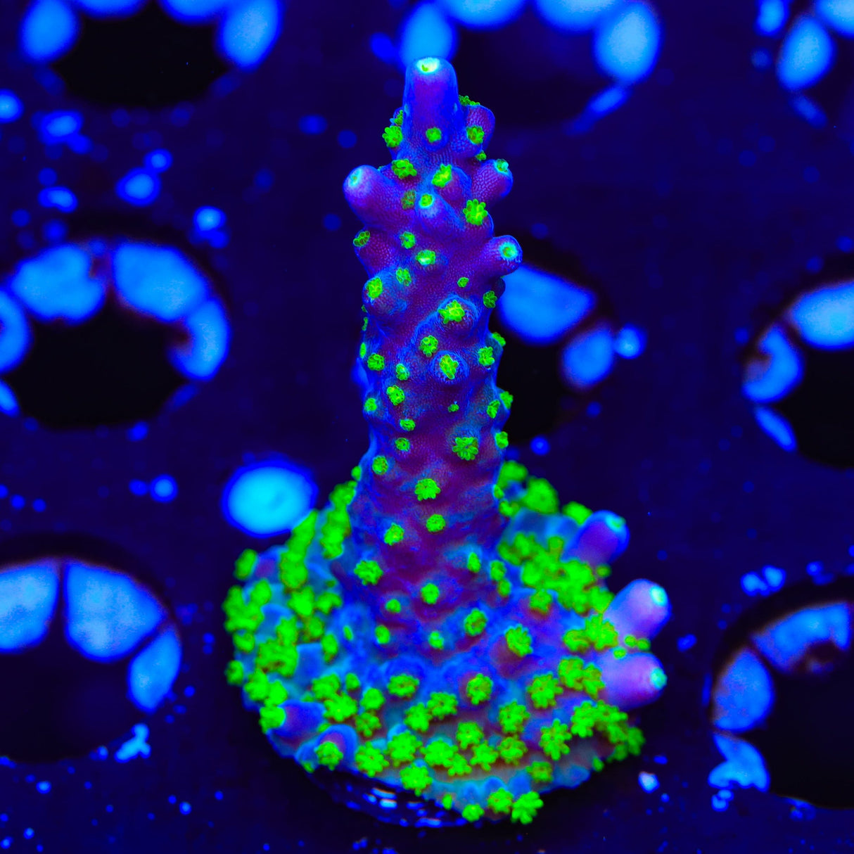 TSA Sour Patch Acropora Coral