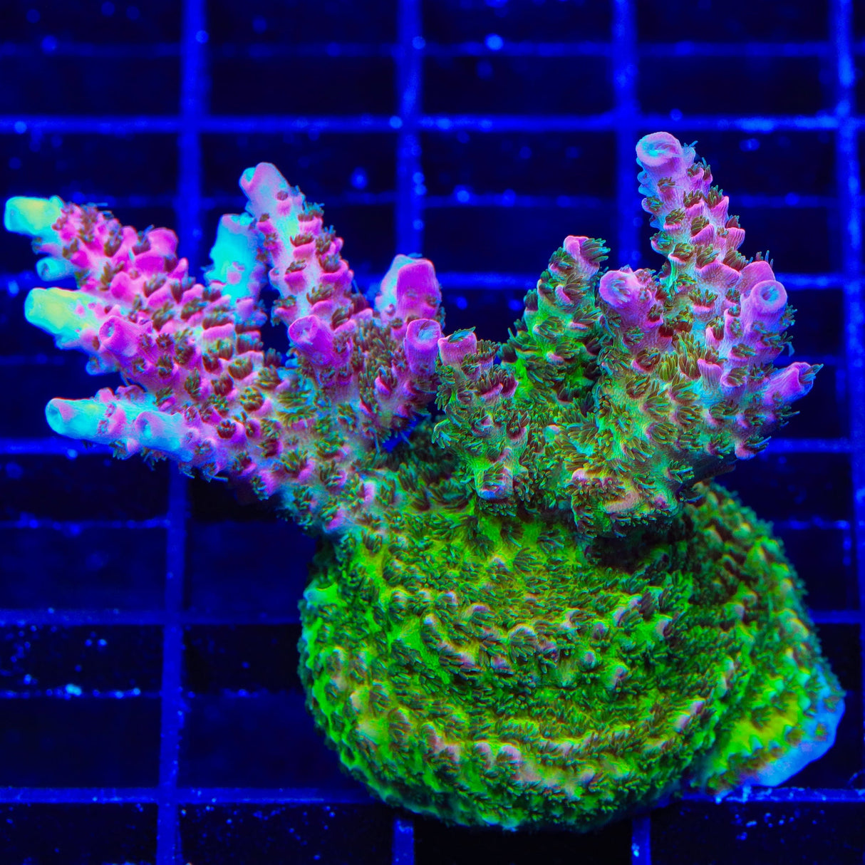TSA Sour Tsunami Acropora Colony Coral