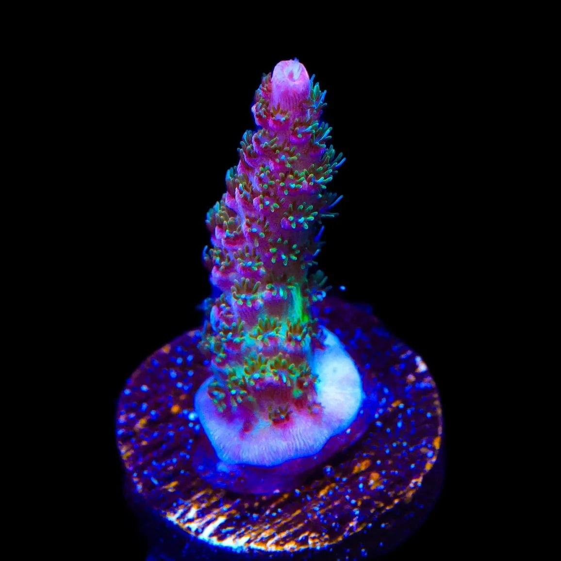 TSA Sour Tsunami Acropora Coral – Top Shelf Aquatics