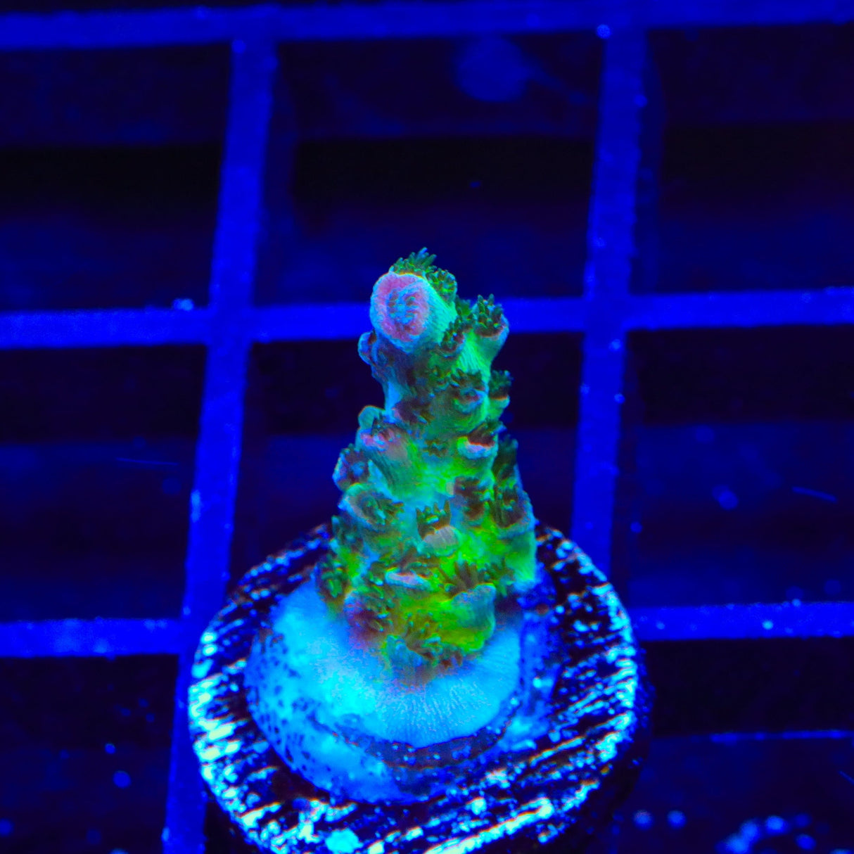 TSA Sour Tsunami Acropora Coral