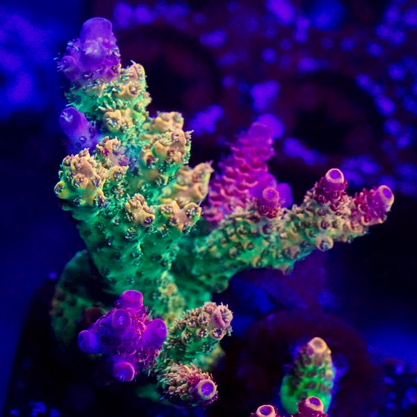 TSA Sour Tsunami Acropora Coral